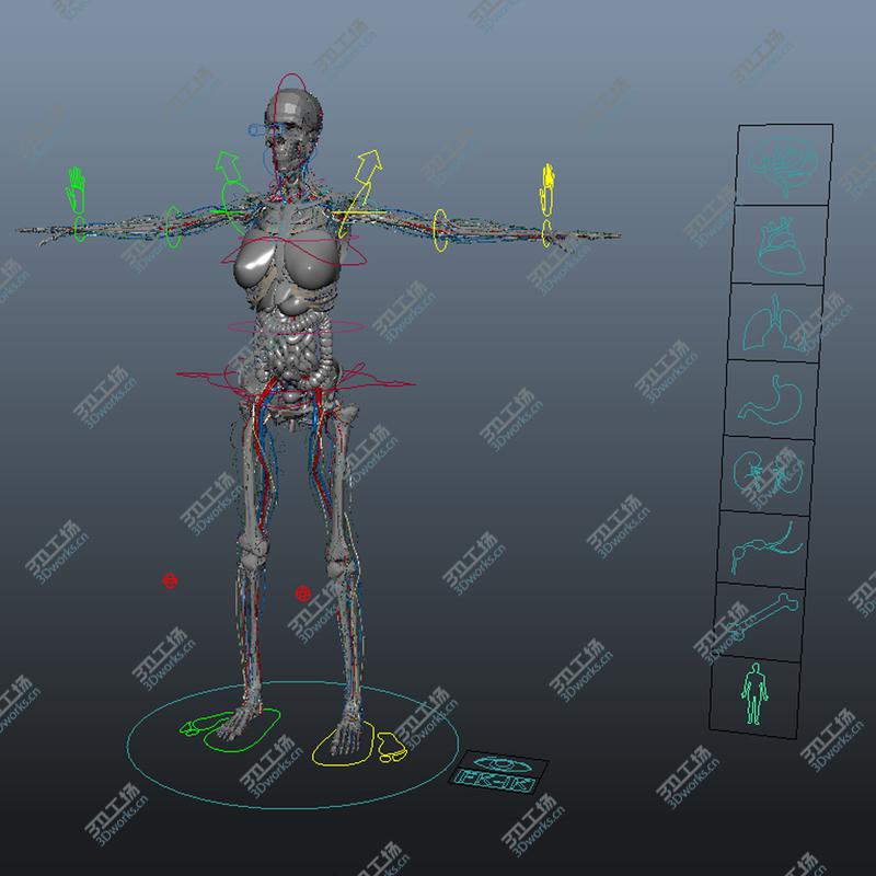 images/goods_img/20210113/MAYA RIGGED Female Anatomy Pack Complete (Textured)/4.jpg